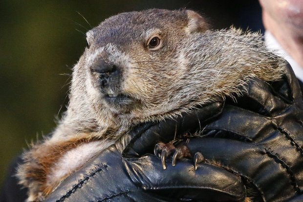 Punxsutawney Phil doesn't see his shadow on Groundhog's Day 2016, Spring to come early.