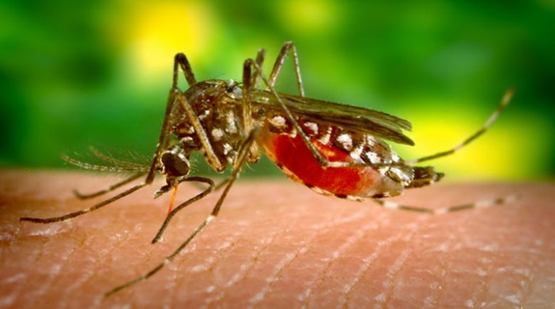 Zika Virus in Miami Beach