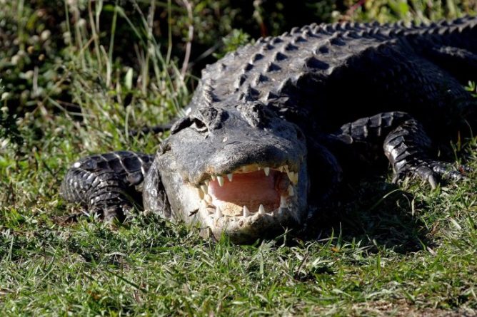 Bushnell Alligator Bite Victim Identified