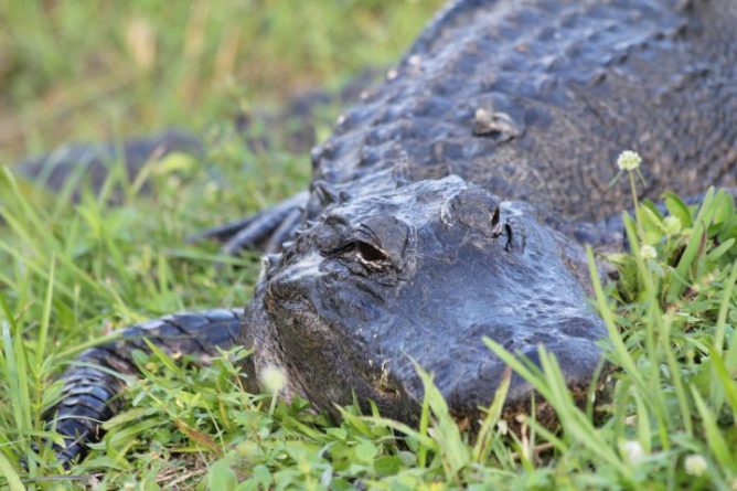 Bushnell Man Hospitalized After Alligator Attack