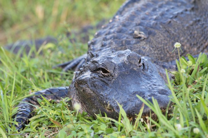 Bushnell Man Hospitalized After Alligator Attack