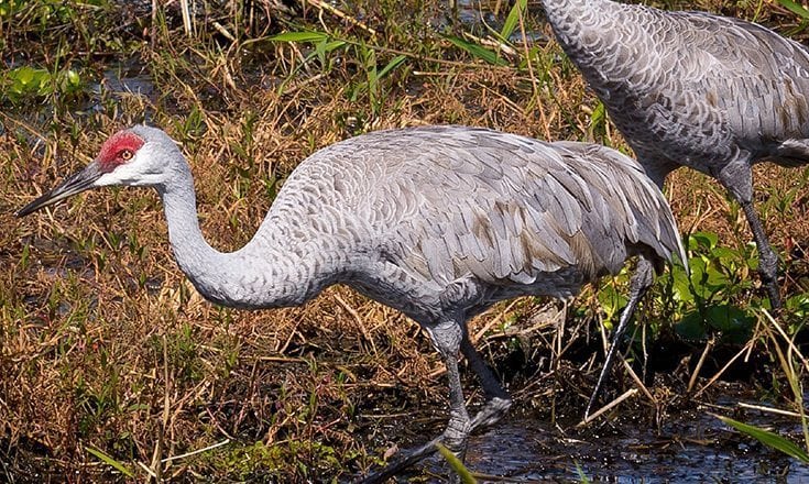 Sandhill Crane hicks
