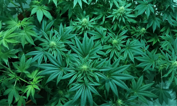 medicinal marijuana