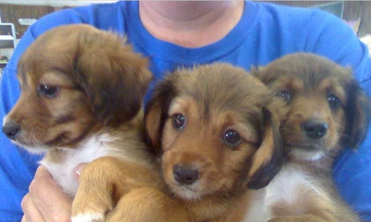 Sumter County Humane Society