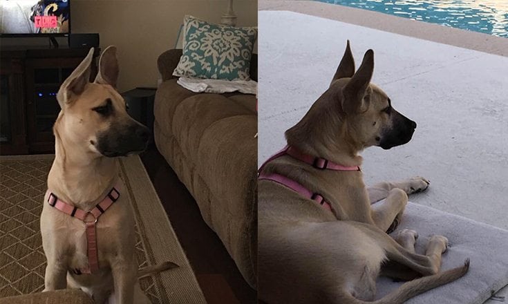 A Leesburg family is offering a reward for the return of a beloved missing family member, 1-year-old German Shepard-Lab mix, "Blondie".