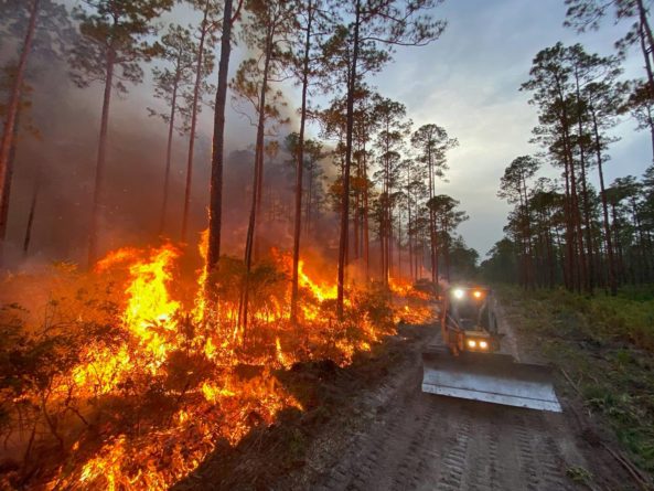 A wildfire caused by lightning spreads through the south side of the Goethe State Forest in Florida..