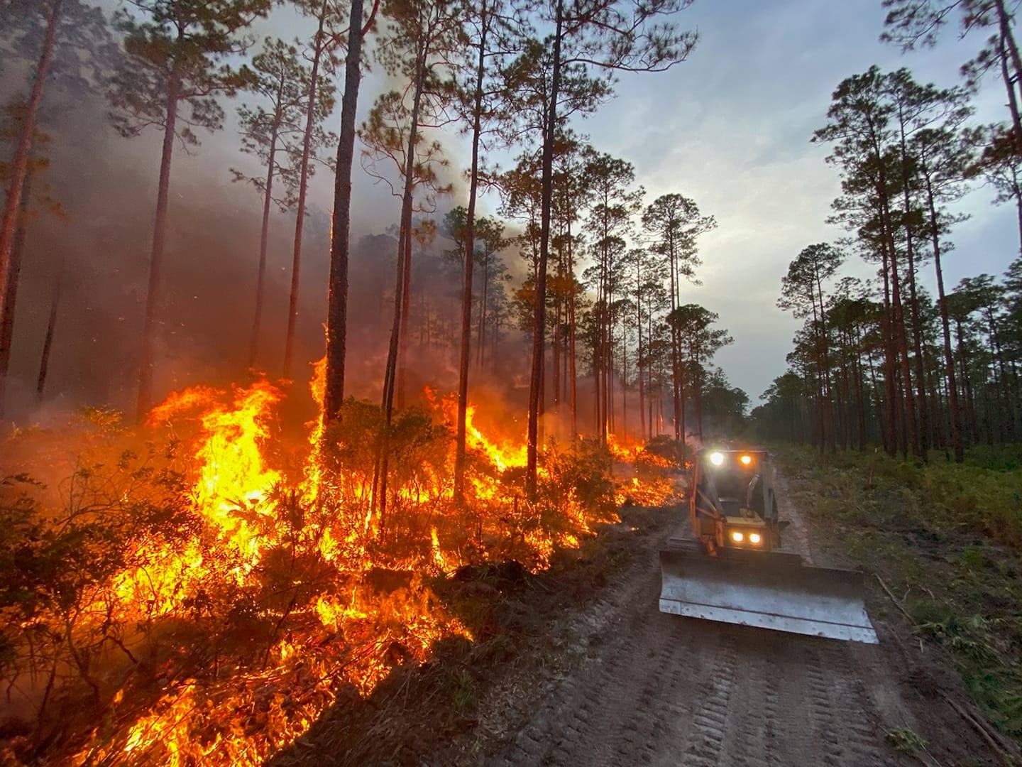 A wildfire caused by lightning spreads through the south side of the Goethe State Forest in Florida..