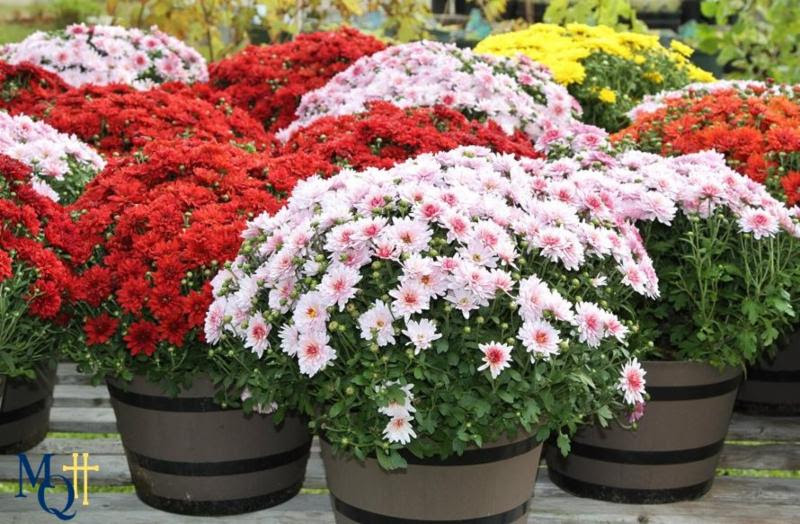 Marquette High School begins their sale of chrysanthemums in order to help raise funds for the school's retreat and service programs.